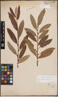 Foto von Salix caprea L. x Salix eleagnos Scop.
